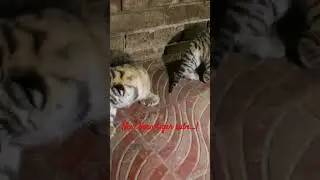 New born tiger cubs ag Chattogram Zoo !!               #chattogramzoo #zoo #tigercubs #bengaltiger