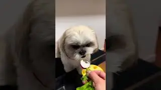 #beautifula#viralvideo#cute#DailyPets#HeartwarmingPets#viralvideos
