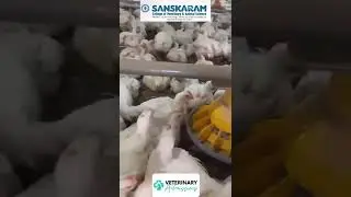 www.veterinaryadmissions.com|poultryfarm|sanskaram college of veterinary and animal science|
