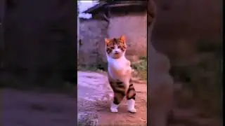 Cat Dance🥰😂 #cute #funny #edit #animation #dance #petdance #dancingcat #catdancer #cat