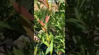 Americana Willow  #willowtree #plantpropagation