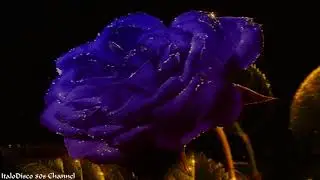 Retronic Voice - White lies (Italo Disco 2012)