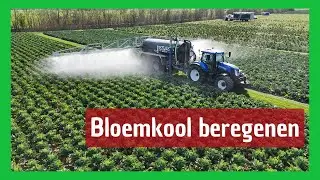 Bloemkool beregenen met tankwagen met spuitboom
