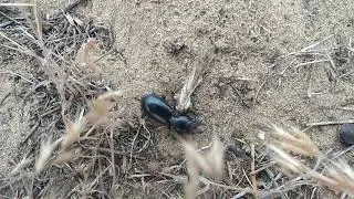 Жужелица Скарит (Scarites bucida), Бархан Сарыкум, Дагестан