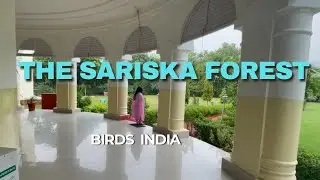IT IS SARISKA । सफ़ेद तीतर । गोह । नेवला । मोर मोरनी नृत्य  । Peacock Flying ।