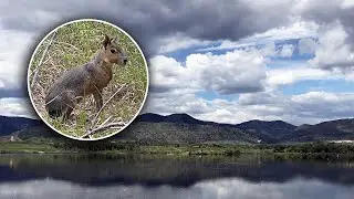 Strange non-native animal identified after sightings at Lakewood's Bear Creek Lake Park