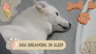 Why do dogs run and twitch in their sleep? Compilation of Matcha sleeping moments