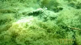 Diving  banded ribbon worm (Notospermus geniculatus