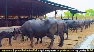 वाह क्या बात है एक बार फिर देखने को मिली Istiyak Dairy Farm पर एक से बढ़कर एक Top Quality की भैंसें👌