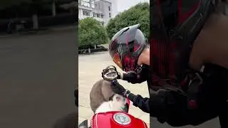 Кот на мотоцикле в шлеме выглядит по-настоящему круто