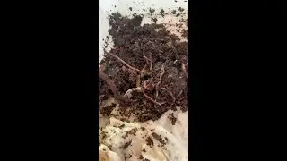 How I add worms, wisps and cocoons to my worm bins