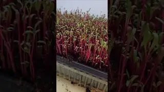 Growing Red Beets Microgreens In Light Tent #microgreenssalads