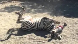 5 month old baby Zorro the Zebra