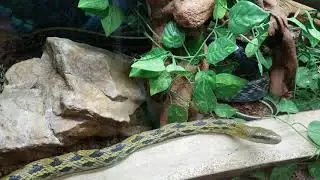 All about the Taiwan Beauty Snake   ( asian rat snake )