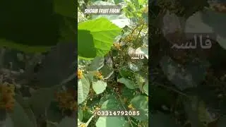 fruit farming in pakistan|surah rehman|Islamic status #falsa#fruit #فالسہ