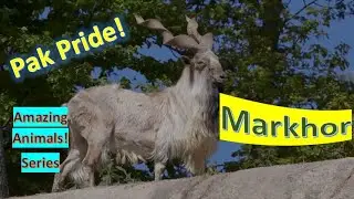 Markhor facts 🐐 Screw-horned Goat 🐐 Screw-horn 🐐 What is National Animal of Pakistan 🇵🇰?