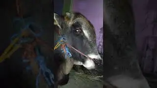 Sapi menangis sesaat mendengar takbir