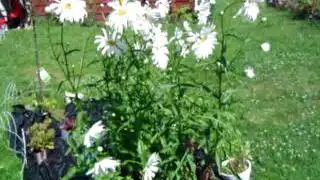 MOV09805