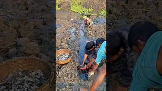 Amazing Traditional Fishing Techniques in Beel pond #fishing #fishvideo #bigfish #fishingtecniques