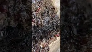 Native Bees, this is next hive to split #nativebees #nature #wildlife #entomology #insects #cute