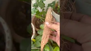 🌱नारियल के छिलके कभी न फेंके🪴How To Use Coconut Shells👍🥰🧑&zwj;🌾|#homegarding #ytshotstrending