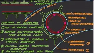 Blood Brain Barrier