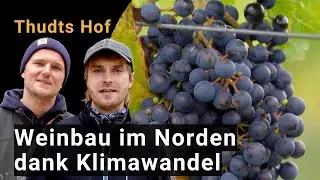 Weinbau in Norddeutschland | So passt sich der Thudts-Hof an den Klimawandel an | Climate Farm Demo