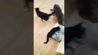 Oreo sleeping, midnight and speedy eating while angel scratches the couch #subscribe #shorts #cats