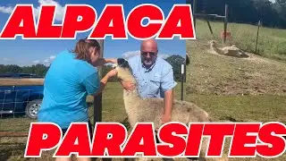 Checking For The Dreaded Barber Pole Worm