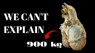 The World&rsquo;s Biggest Heart &ndash; Blue Whale Facts You Won&rsquo;t Believe!