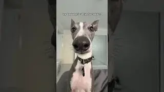 Kev the Whip | When I call my dog for cuddles #kevthewhip #funnydogvideos