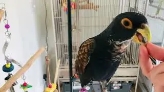 Tula the Bronze Winged Pionus Parrot Doing Tricks (high five 🖐🏻 and spin) 🦜 ❤️