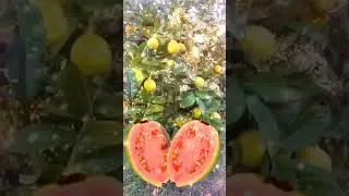 Guava magic #shorts #shortvideo #viral #viralvideo #fruits #guava