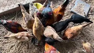 The good generation of chicken production