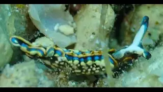 [Closeup] Thuridilla Hopei - Schlundsackschnecke.