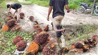 SEKIL PENYUSUNAN BUAH SAWIT YANG BENAR