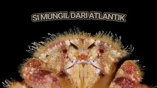 Shellcrab : Si mungil dari Atlantik
