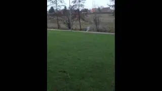 Hjemmelavet 200g kanonslag
