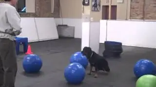 Ski practicing Treibball skills - Chicago Dog Training