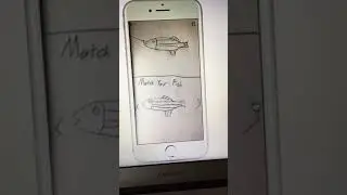 HCDE 210 Project 1: Catch Of The Day App