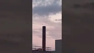 Chimney Swifts b-roll