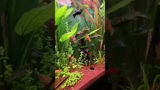 Wanna mesmerize your heart?😇 | Wonderful aquarium | planted aquarium idea #fish 🐠🐟 #design #idea