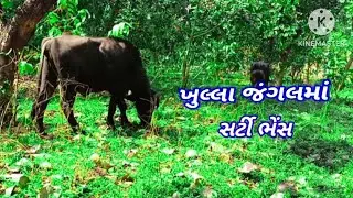 ખુલ્લા  જંગલમાં  સટી  🐃🐃ભેંસ# ભેંસ# વિડિયો 