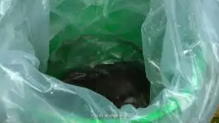 Catch of the Day! 🎣 Fresh Fish from the Forest River 🏞️