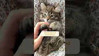 5 tips to choose your first cat