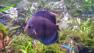 Freshwater Fish. Neon Tetra. River Safari Singapore.
