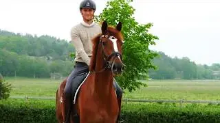 4yo mare by Livaldon (Vivaldi).