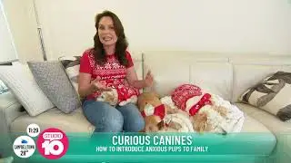Preparing for a new puppy PLUS Christmas Pet Safety Tips