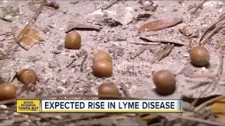 Acorns could be the cause of more cases of lyme disease in 2017 - WFTS 24-04-2017