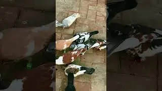 Colour full birds🕊🕊 | Pigeon | Kabuter #pigeon #kabootarba #kabootar #shorts